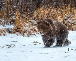 Медвежонок гулял возле гостиницы в столице Югры