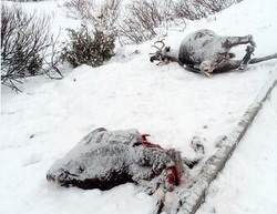 Олени оказались на железнодорожных путях и погибли