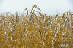 Дубровский и пшеница Челябинск, пшеница, урожай