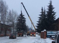 Снимок демонтированного дерева выложил в Интернет местный депутат Андрей Пантин