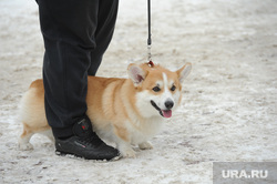 Митинг против живодеров Челябинск, собака