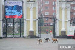 Встреча с матерью Басаргина. Екатеринбург, собаки, парк маяковского, бездомные животные, бродячие собаки, стая собак