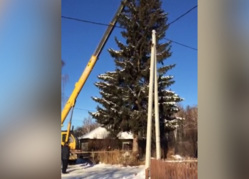 Рабочие, вопреки просьбам соседей, спилили дерево