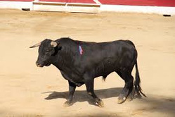 Опасные игры с быками регулярно приводят к гибели тореадоров