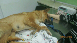 Одну собаку ветеринарам все же удалось спасти