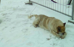 Авторы петиции предполагают, что над псом издевались, взрывая рядом петарды