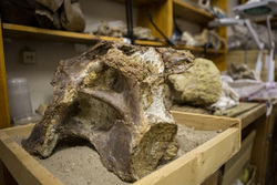 Вид древних животных удалось восстановить по отдельным фрагментам скелета