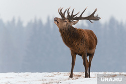 Клипарт depositphotos.com, олень, млекопитающие, рога, дикая природа