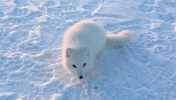 Знаменитый наглый полярный зверек снова попал в объектив видеокамеры