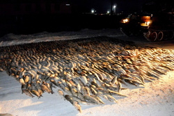 В кузовах вездеходов полицейские нашли более 2,2 тыс. штук тушек ценной рыбы