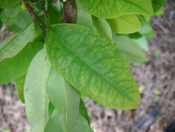 Листья коки, произрастающей в Южной Америке, являются сырьем для производства кокаина