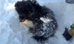 Щенок вмерз в снег и не мог выбраться