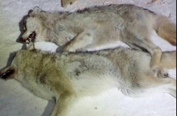 Хищники оказались крупными — 175 сантиметров в длину