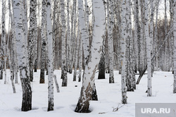 Подкормка косуль в Бродокалмакском заказнике.Челябинск, снег, зима, деревья, лес, березы