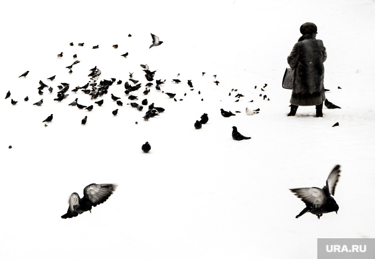 Голуби в парке. Екатеринбург, зима, голуби