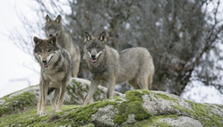 За сезон охотники добыли 41 волка