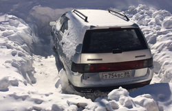 «Подснежники» в большом количестве появляются из-под снега весной на Ямале