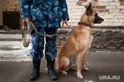 Следственный изолятор №1 (СИЗО). Екатеринбург, собака, кинолог, пес, служебная собака, полиция, кинологическая служба, полицейская собака