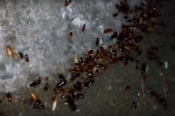 Жители Ленинского района жалуются на полчища тараканов, вылезающих из канализационных люков