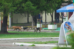 Встреча с матерью Басаргина. Екатеринбург, собаки, парк маяковского, бездомные животные, бродячие собаки, стая собак
