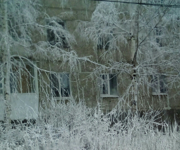 Из-за бури даже ветки деревьев обледенели