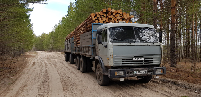 Лес вывозят «КамАЗы» с номерами Казахстана