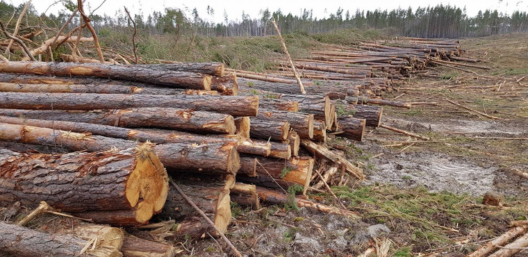 «99% земель лесного фонда не „тронуто“ карьерами и добычей полезных ископаемых. То есть невозможна в принципе ситуация, при которой будут вырублены леса из-за карьеров», — говорится в ответе чиновников.