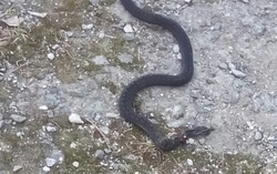 Змею возле гаражей пришлось убить