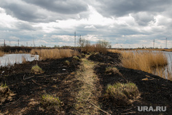 Обгоревшие трупы собак. Курган, пожарище, пепелище, тучи, сгоревшая трава, сгоревший камыш