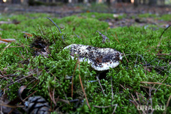 Осенняя природа, разное Курган, грузди, грибы