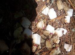 В центре Ханты-Мансийска разбросали сало с иголками