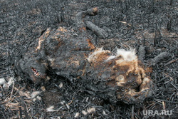 Обгоревшие трупы собак. Курган, пепелище, труп собаки, обгорелое животное