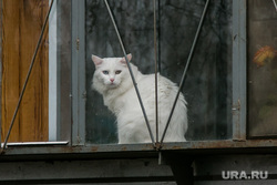 Субботник, разное. Курган, кошка, кот на окне, белый кот