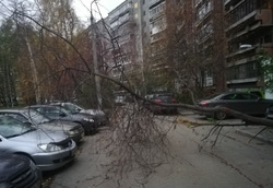 Ветром в городе повалило деревья