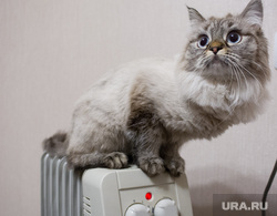 Кошка на батарее. Екатеринбург, холод, зима, тепло, домашние питомцы, кошка на батарее, осень