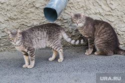 Подвальные коты. Курган, бездомные животные, кошки, коты