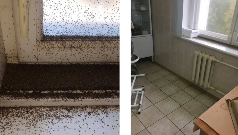 В больнице в Смоленской области — целые «тучи» насекомых