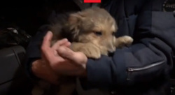 Щенок быстро привязался к новому хозяину