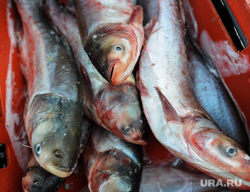 Продуктовый рынок в Калининском районе. Челябинск, продукты, рынок, мороженая рыба, толстолобик