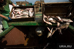 Добыча рыбы в Сургутском районе. Сургут, улов, рыба в ящиках