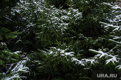 Виды Екатеринбурга, елка, снег, ель