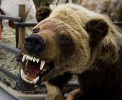 Визит сирийской делегации из провинции Хомс в город Сургут, медведь, животное, медвежья пасть, чучело медведя