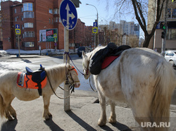 Прогулка с фотографом и участником проекта Новые истории Екатеринбурга Алиной Десятниченко по городу, лошадь, животные, катание на лошадях, пони, парнокопытные