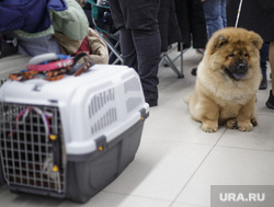 Международная выставка собак. Пермь, собака, домашний питомец, выставка собак, чау-чау