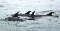 Косаткам в «китовой тюрьме» требуется реабилитация