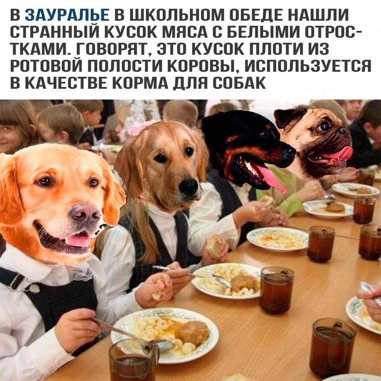 Пользователи считают, что в тарелке — корм для собак