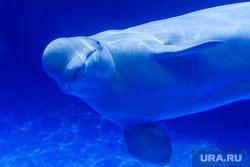 Океанариум "Дельфин". Екатеринбург, млекопитающие, белуха, морское животное