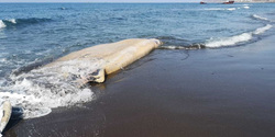 Труп неизвестного существа лежит на сахалинском берегу почти неделю