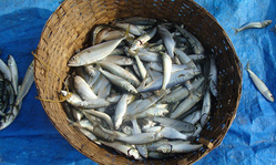 По мнению жителей Петропавловска-Камчатского, выброс рыбных голов — спланированная политическая акция