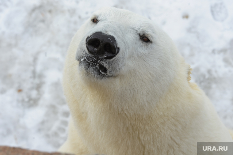 «Предсказание» погоды на лето белыми медведями в Челябинском зоопарке. Челябинск